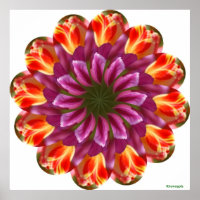 Lila, rote und gelbe Tulpen