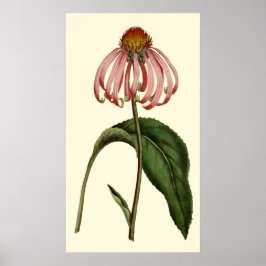 Lila Rubibeckia-Blume Poster