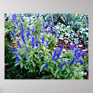 Lila Salvia Blume Wertpapier (Gloss) Poster