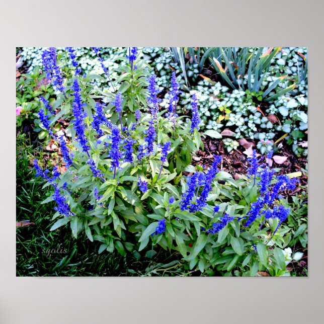 Lila Salvia Blume Wertpapier (Gloss) Poster (Vorne)