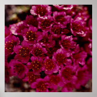 Lila Saxibrech Blume Arctic Oliktok Alaska