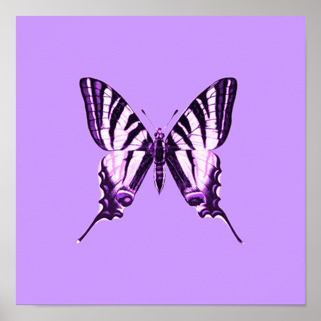 Lila Schmetterling Poster (Vorne)