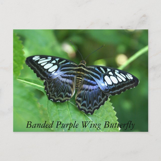 Lila Schmetterling Postkarte (Vorderseite)