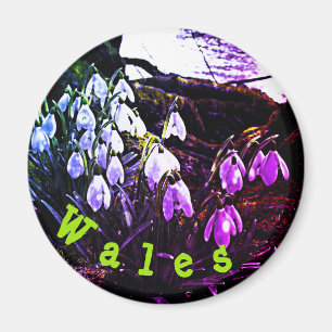 Lila Schneefälle am Hafren-Kühlschrankmagnet Magnet