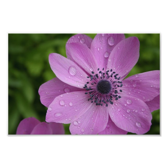 Lila Schönheit Fotodruck (Vorne)