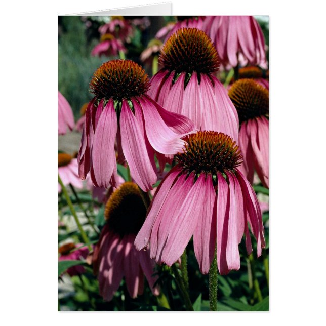 Lila Schornstein, Echinacea purpurea (Vorne)