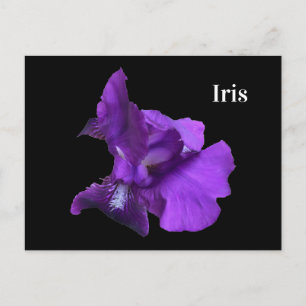 Lila Schwertlilie-Blume Postkarte