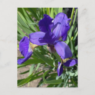Lila Schwertlilie-Blumenfotografie Postkarte
