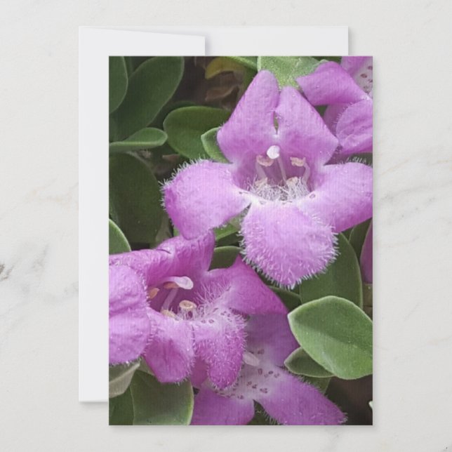 Lila Seite mit Bart Danke Karte (Vorderseite)