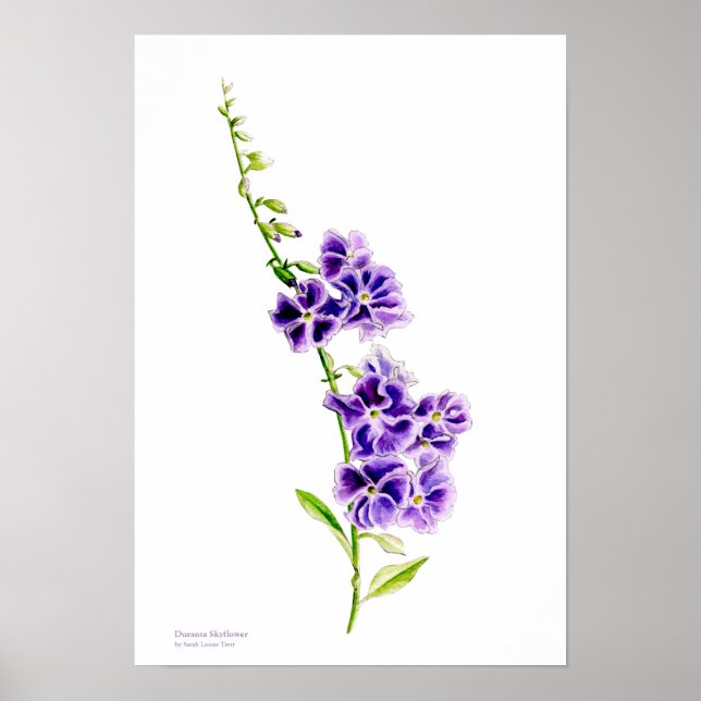 Lila Skyflower botanische Kunst von Sarah Trett Poster (Vorne)