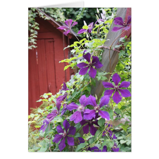 Lila Sommerhaze (Vorne)