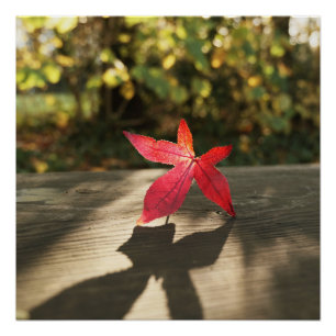 Lila Sonnenschein vom Herbst Poster