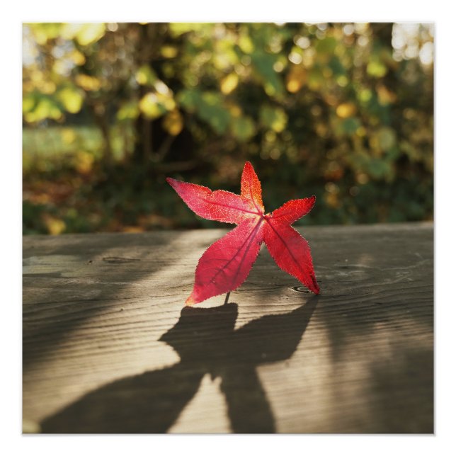 Lila Sonnenschein vom Herbst Poster (Vorderseite)