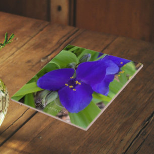 Lila Spinnenkraut-Blüte Floral Fliese