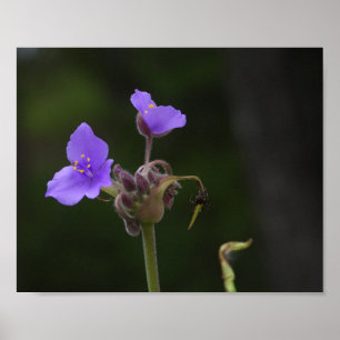 Lila Spinnenkraut-Wildblumen-Fotografie Poster