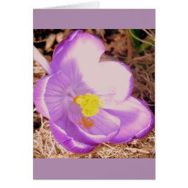 Lila Spring Crocus