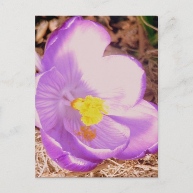 Lila Spring Crocus Postkarte (Vorderseite)