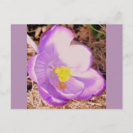 Lila Spring Crocus Postkarte