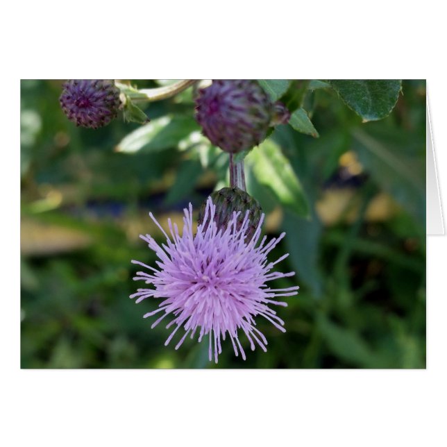 lila Spritze (Vorderseite (Horizontal))