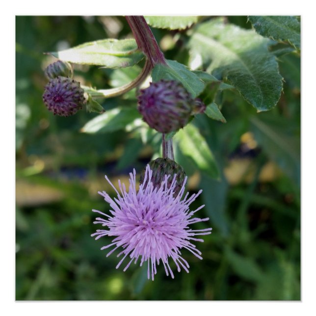 lila Spritze Poster (Vorderseite)