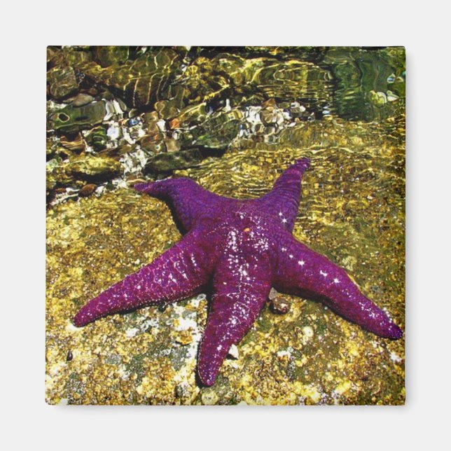 Lila Starfish Magnet (Vorne)