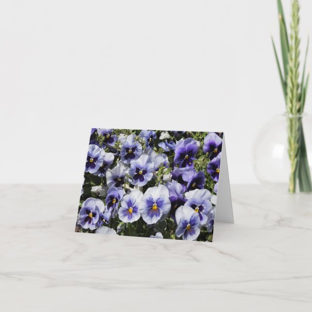 Lila Stiefmütterchen (Vorderseite)