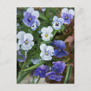 Lila Stiefmütterchen-Blumen-Postkarte Postkarte