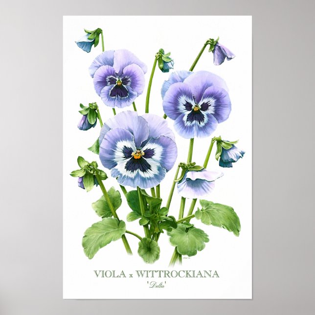 Lila Stiefmütterchen Botanische Kunst Print Poster (Vorne)