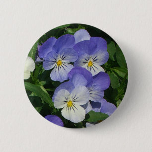 Lila Stiefmütterchen Garten Blumen Button