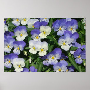 Lila Stiefmütterchen Garten Blumen Poster