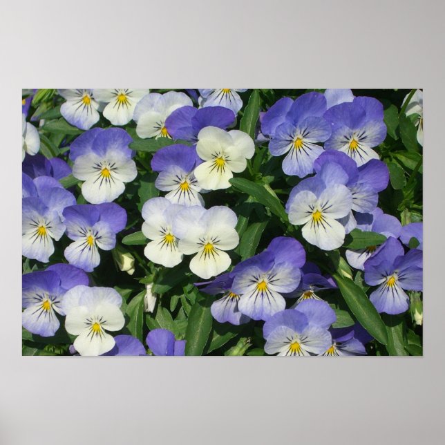 Lila Stiefmütterchen Garten Blumen Poster (Vorne)