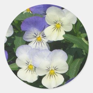 Lila Stiefmütterchen Garten Blumen Runder Aufkleber
