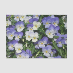 Lila Stiefmütterchen Garten Blumen Seidenpapier