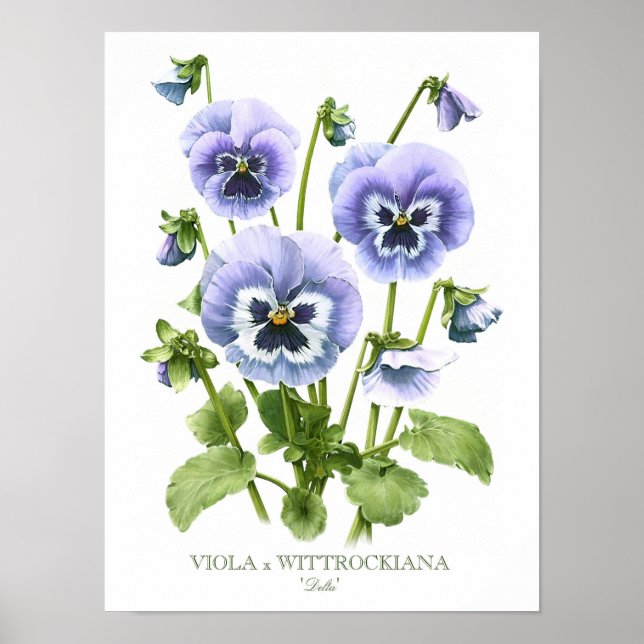 Lila Stiefmütterchen Original-Kunstprint Poster (Vorne)