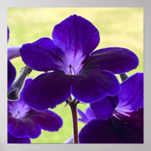 Lila Streptocarpus-Blume-Poster Poster