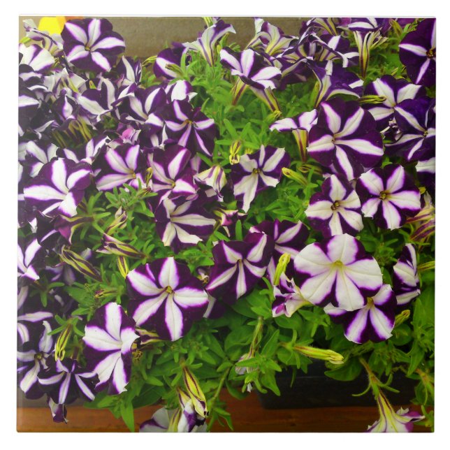 Lila Striped Petunia Fliese (Vorderseite)