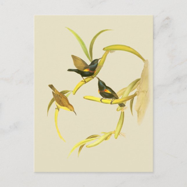 Lila Sunbird Postkarte (Vorderseite)