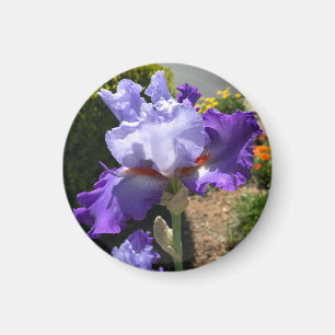 Lila Tal Bearded Iris Magnet
