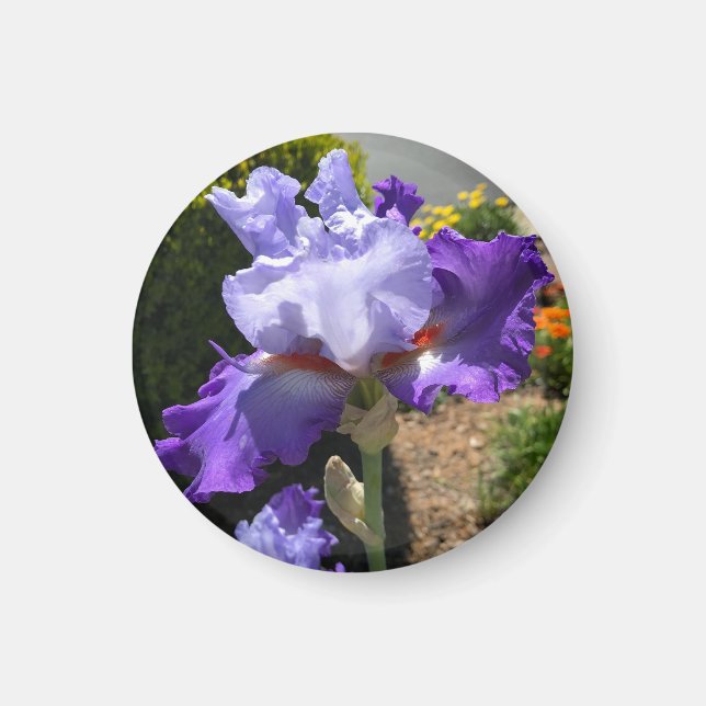 Lila Tal Bearded Iris Magnet (Vorne)