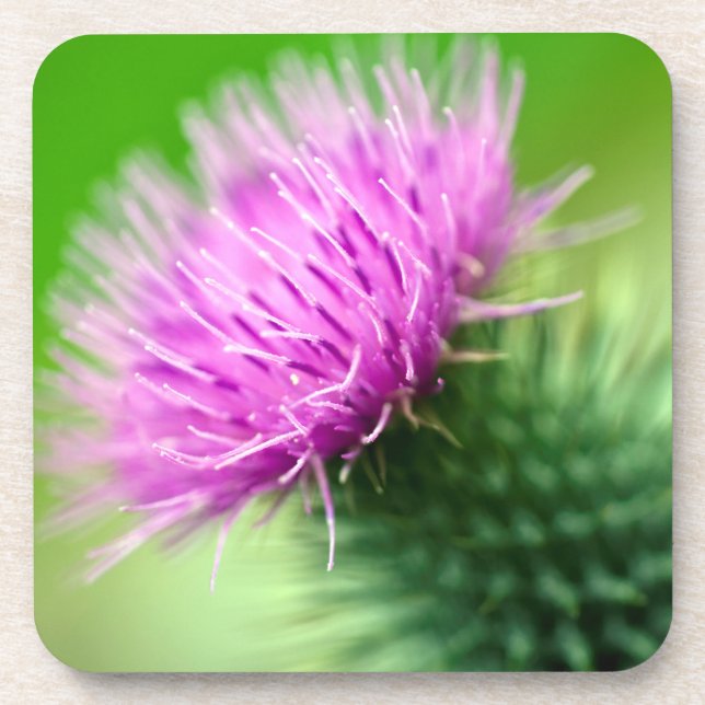Lila Thistle Untersetzer (Vorderseite)
