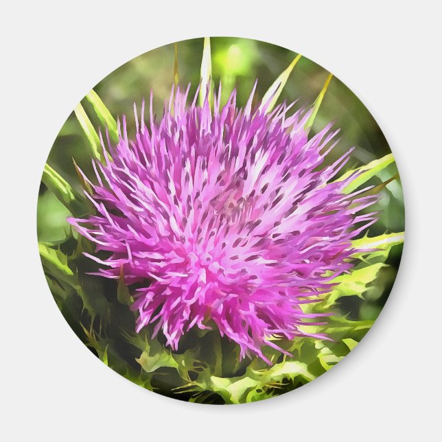 Lila Thistle Wildblume Blumenmuseum Magnet (Vorne)