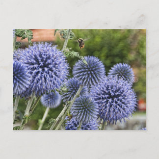 Lila Thistles and Bee in Brienz, Schweiz Postkarte