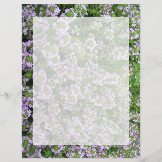 Lila Thyme (Vorderseite)