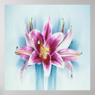 Lila Tiger Lilly Plakat