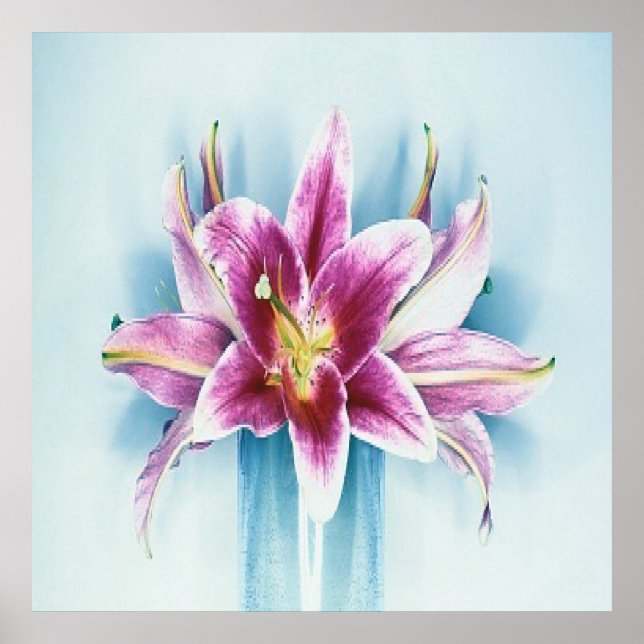 Lila Tiger Lilly Poster (Vorne)