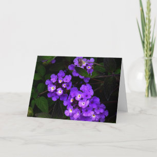 Lila Trailing Lantana #1-2 Card Karte