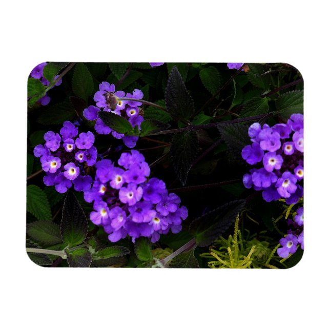 Lila Trailing Lantana #1 Magnet (Horizontal)