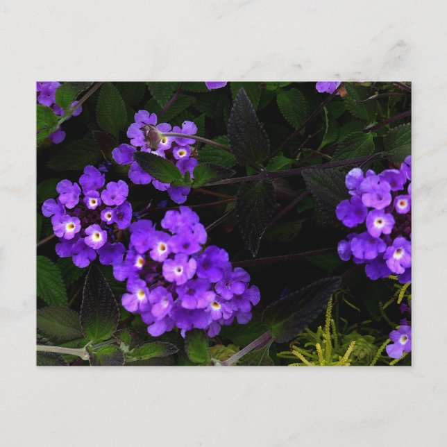 Lila Trailing Lantana #1 Postkarte (Vorderseite)