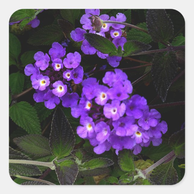 Lila Trailing Lantana #1 Stickers (Vorderseite)