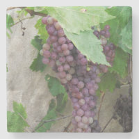 Lila Trauben auf dem Weinberg Untersetzer